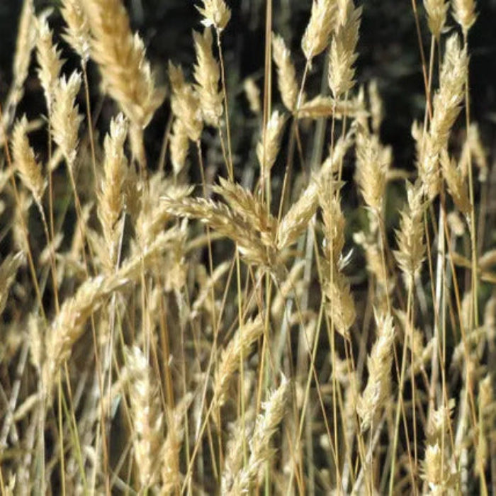 Sweet Vernal Grass Seeds – Fragrant Vanilla
