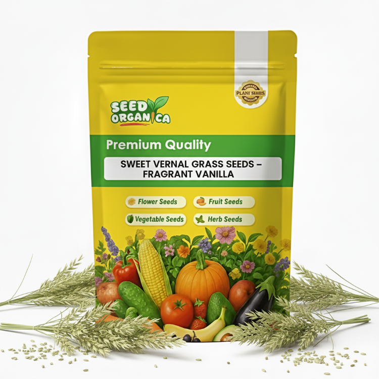 Sweet Vernal Grass Seeds – Fragrant Vanilla