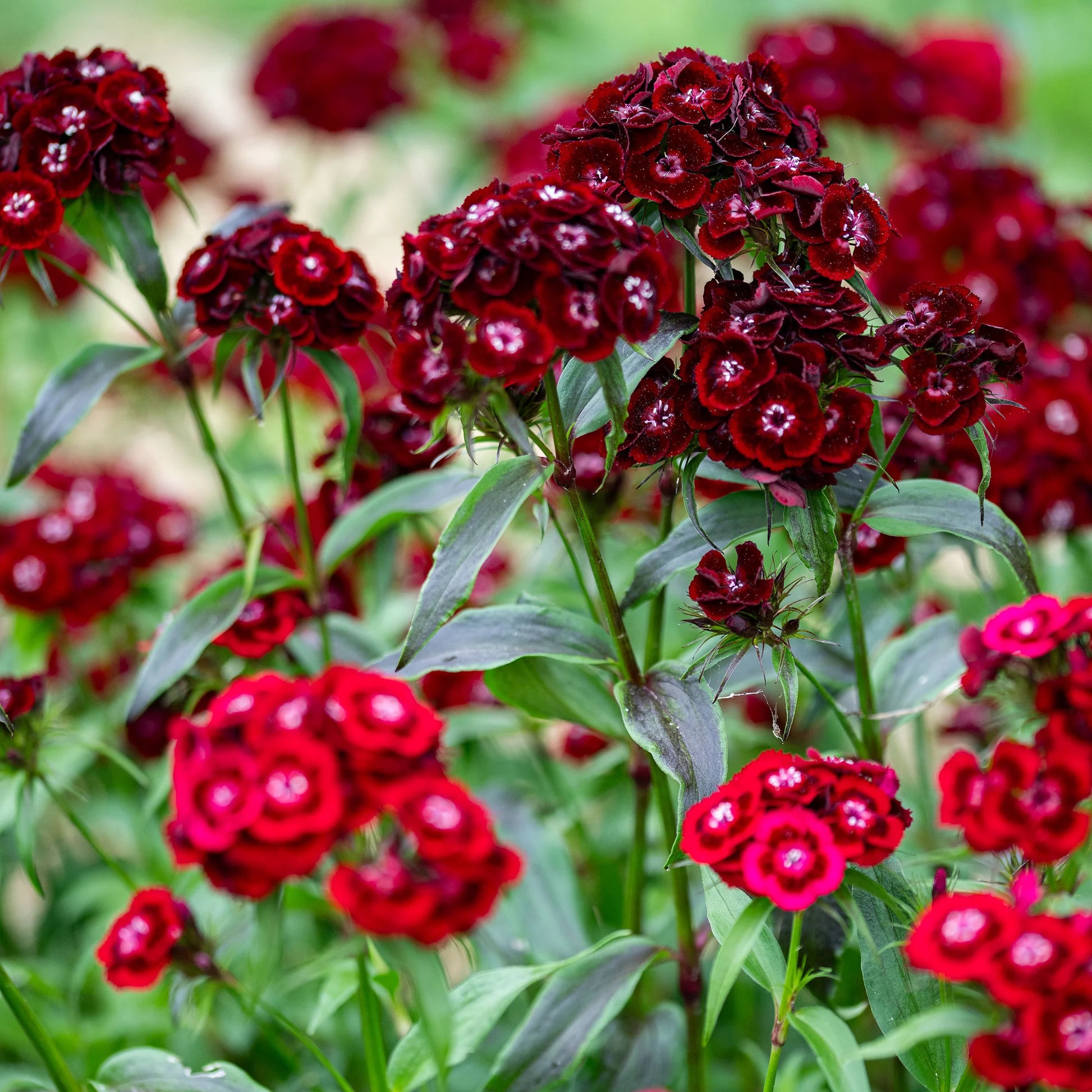 Sweet William Seeds – Maroon