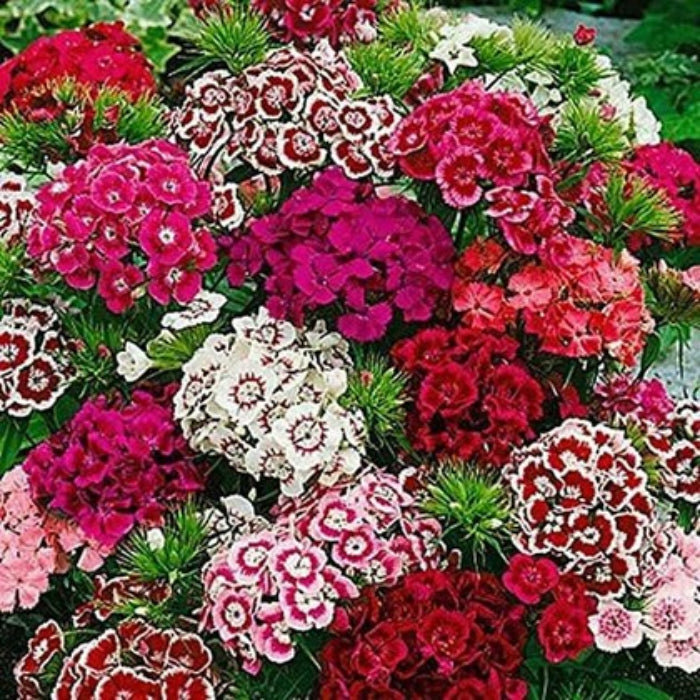 Sweet William Seeds – Mixed Colors
