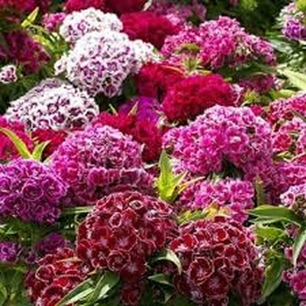 Sweet William Seeds – Mixed Colors
