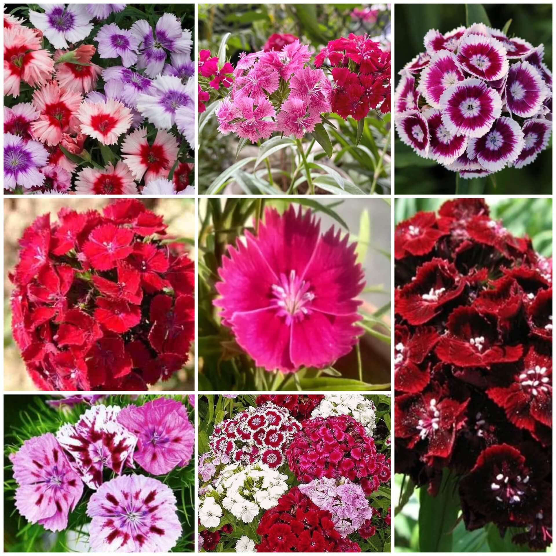 Sweet William Seeds - All In One For Home Gardens