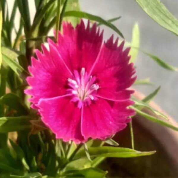 Sweet William Seeds - All In One For Home Gardens