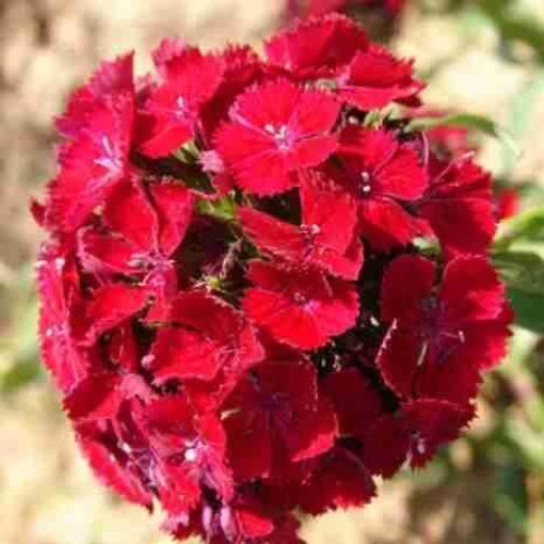 Sweet William Seeds - All In One For Home Gardens
