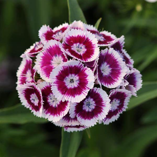 Sweet William Seeds - All In One For Home Gardens
