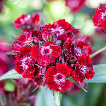 Sweet William Seeds – Dianthus Barbatus