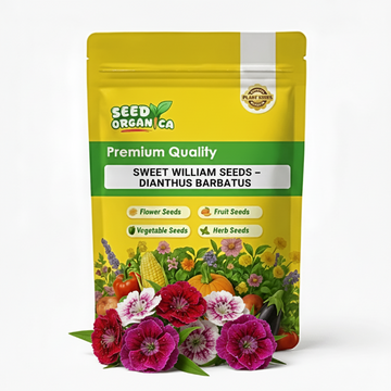 Sweet William Seeds – Dianthus Barbatus
