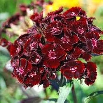 Sweet William Seeds – Maroon