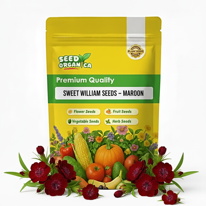 Sweet William Seeds – Maroon