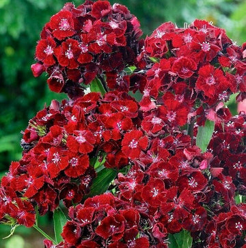 Sweet William Seeds – Maroon