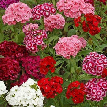 Sweet William Seeds – Mixed Colors

