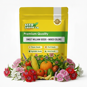Sweet William Seeds – Mixed Colors