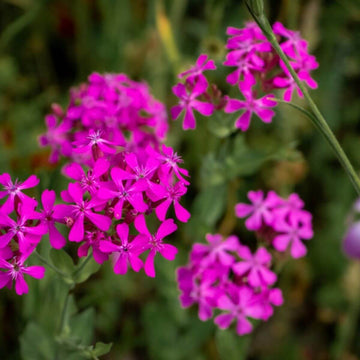 Sweet William Seeds – Silene armeria