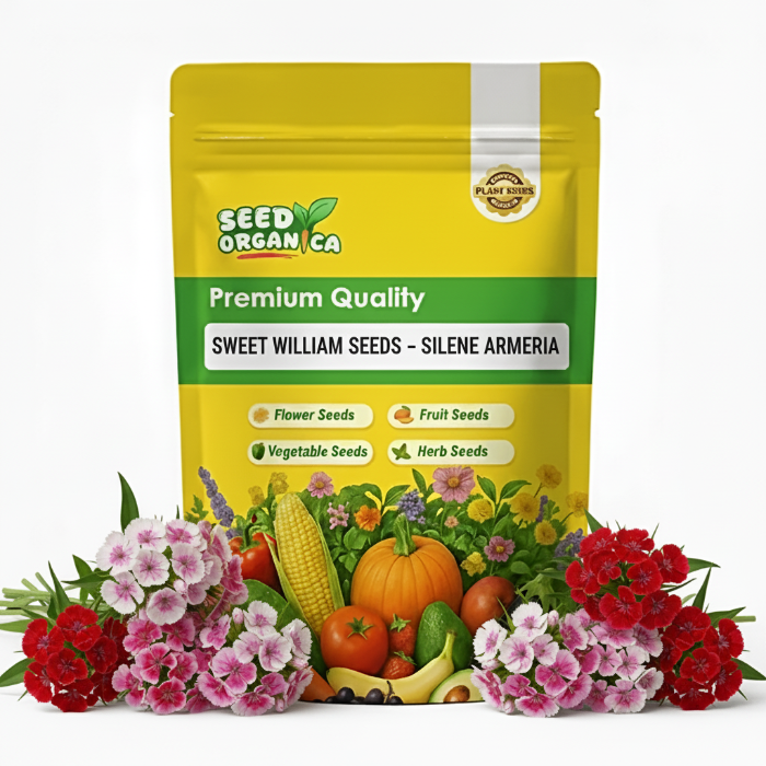 Sweet William Seeds – Silene armeria