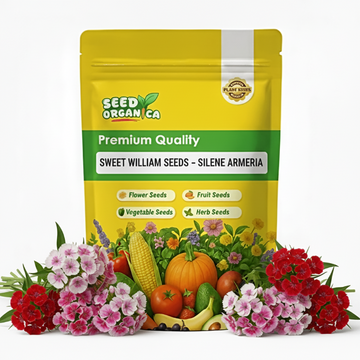Sweet William Seeds – Silene armeria