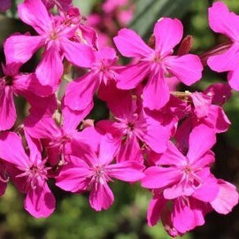 Sweet William Seeds – Silene armeria