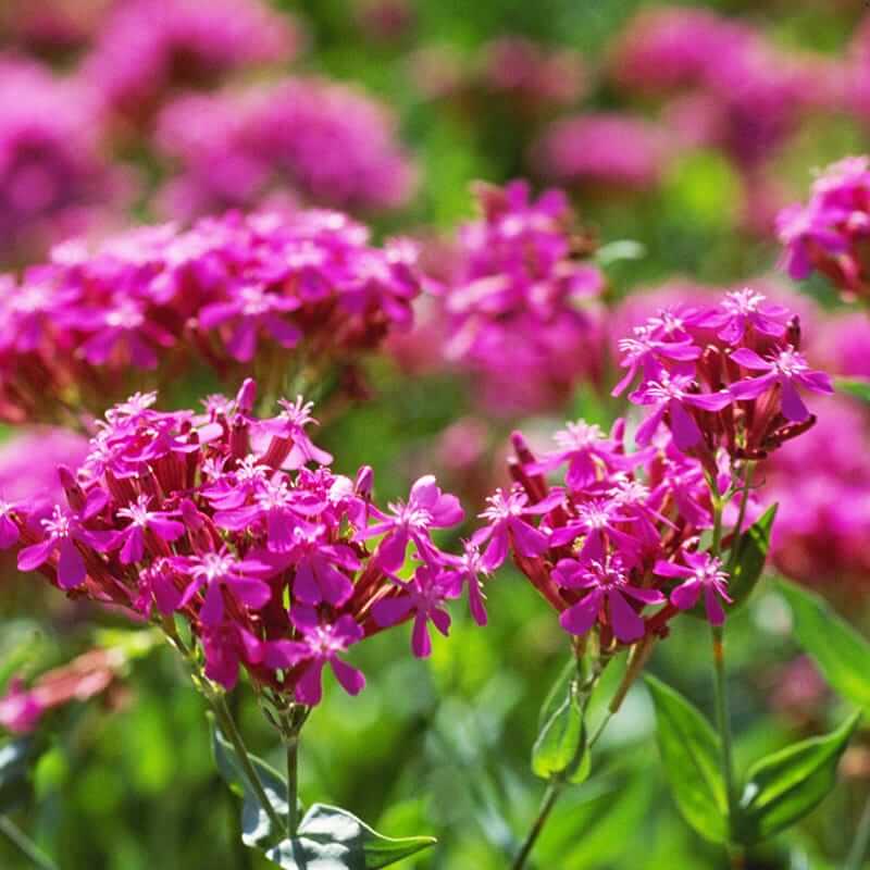 Sweet William Seeds – Silene armeria