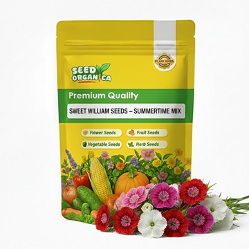 Sweet William Seeds – Summertime Mix