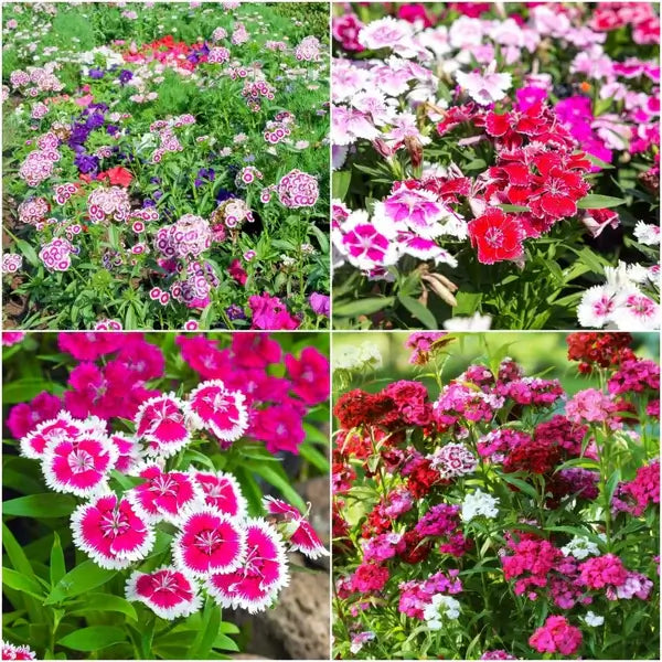 Sweet William Seeds – Summertime Mix