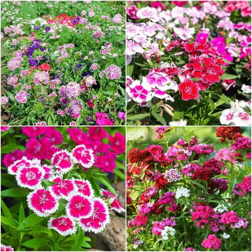 Sweet William Seeds – Summertime Mix