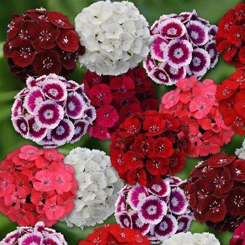Sweet William Seeds – Summertime Mix