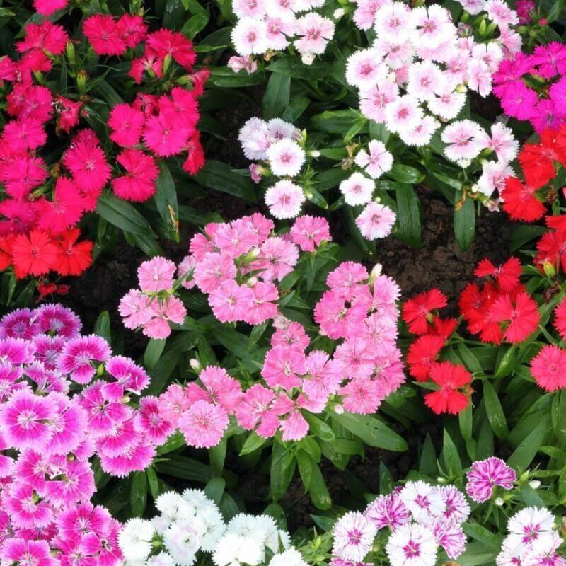 Sweet William Seeds – Summertime Mix