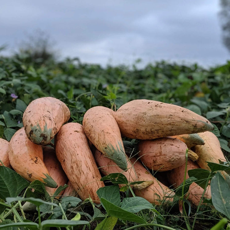 Sweet Winter Squash Seeds - Vegetable Plant