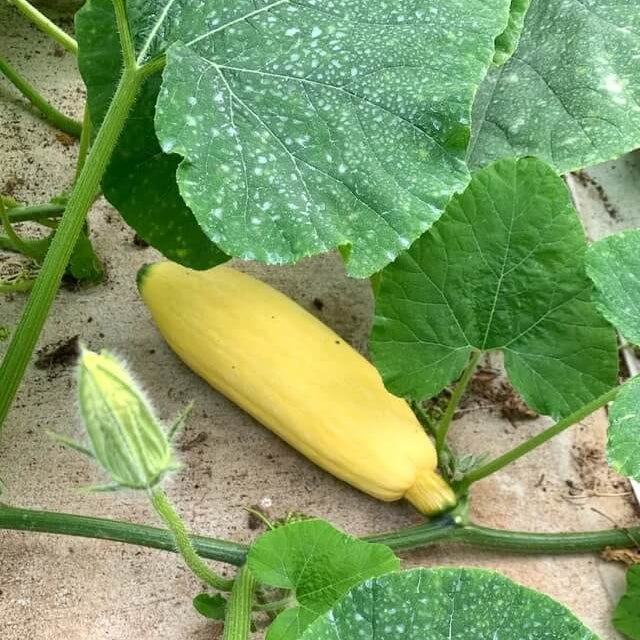 Sweet Winter Squash Seeds - Vegetable Plant