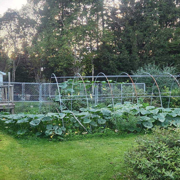 Sweet Winter Squash Seeds - Vegetable Plant