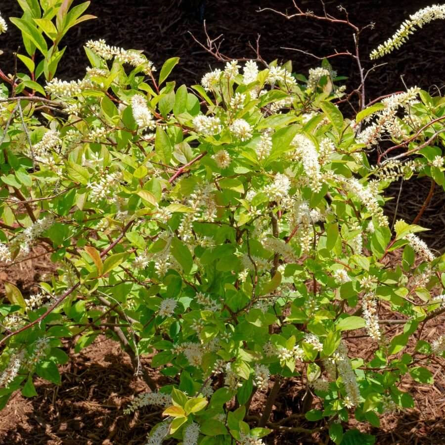 Sweetspire Seeds - Flower Plant for Home Gardens