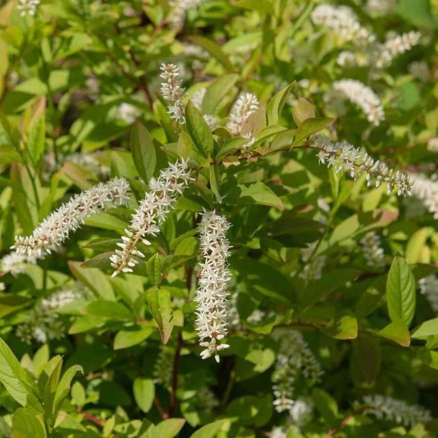 Sweetspire Seeds - Flower Plant for Home Gardens