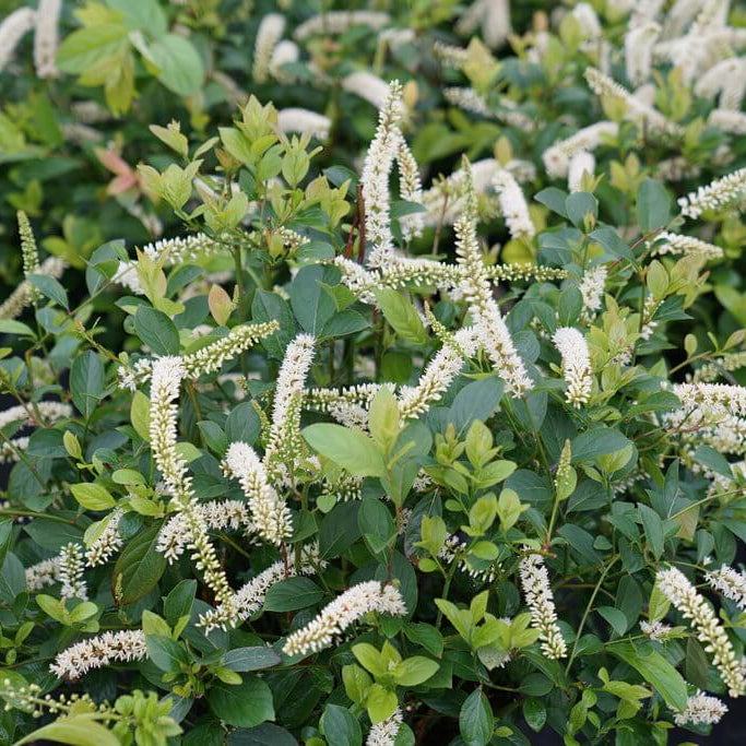 Sweetspire Seeds - Flower Plant for Home Gardens