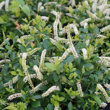 Sweetspire Seeds - Flower Plant for Home Gardens