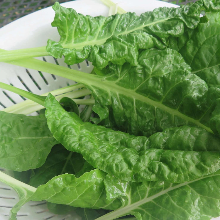 Swiss Chard Seeds – Green 