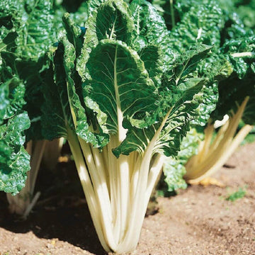 Swiss Chard Seeds – Lucullus