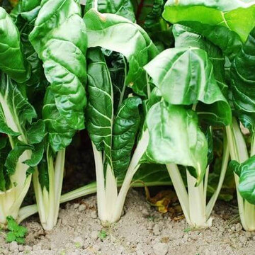 Swiss Chard Seeds – Fordhook
