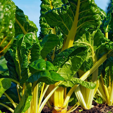 Swiss Chard Seeds – Green 