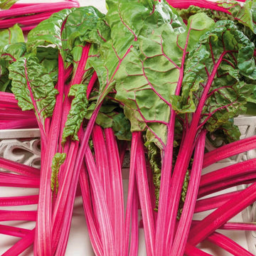 Swiss Chard Seeds – Pink
