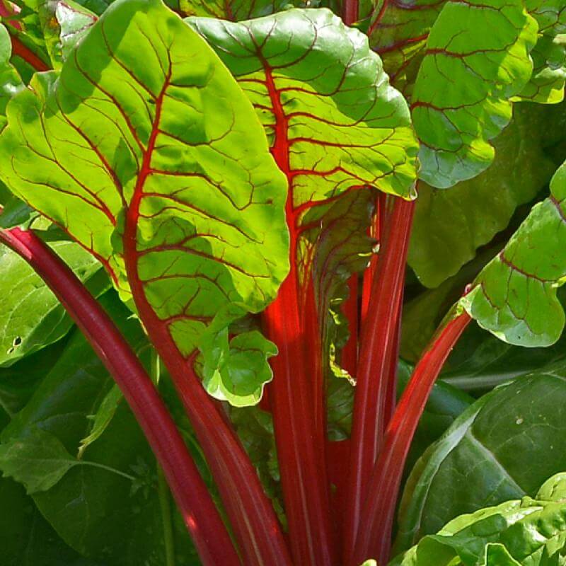 Swiss Chard Seeds – Red 