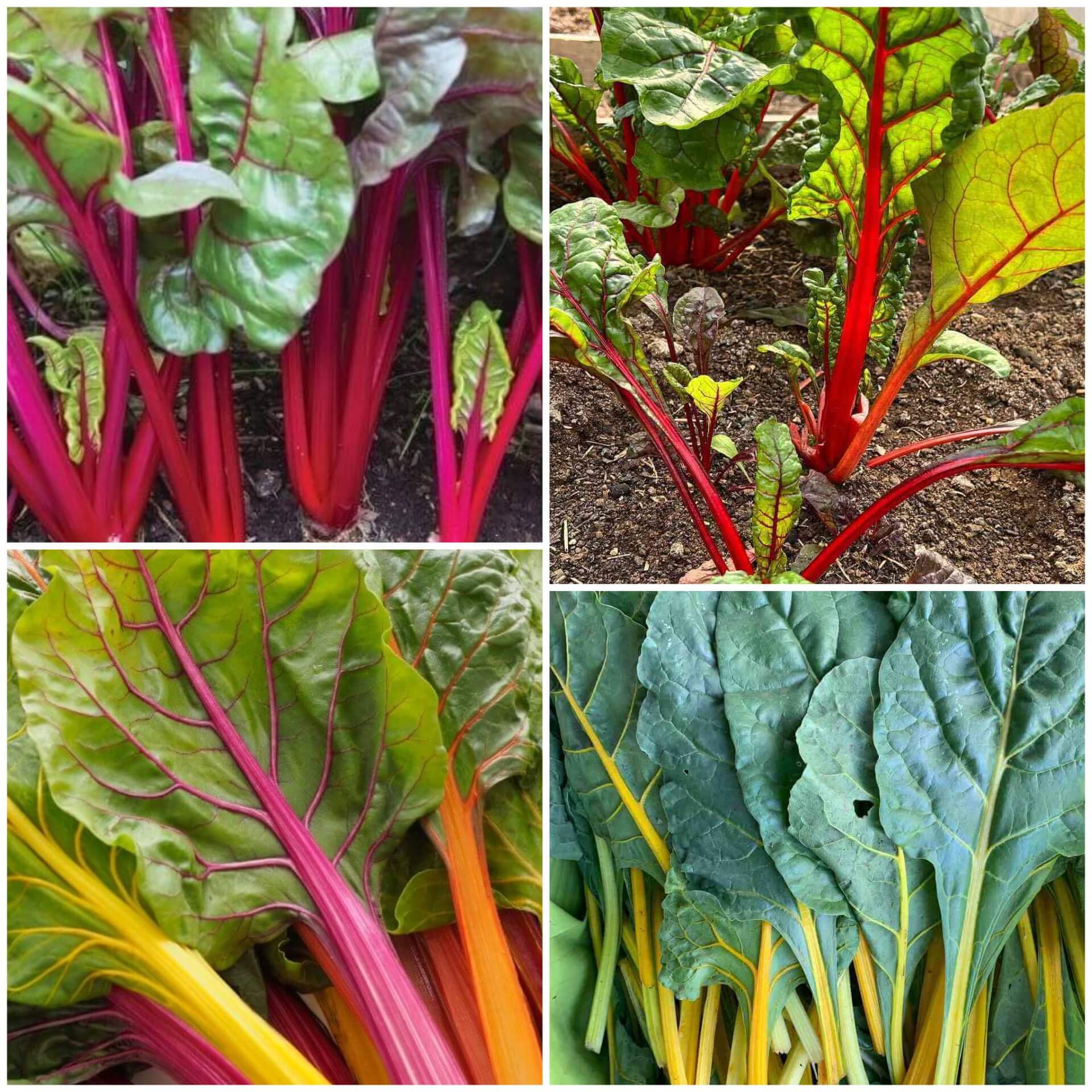 Swiss Chard Seeds - All In One For Home Gardens