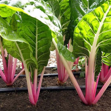 Swiss Chard Seeds - All In One For Home Gardens