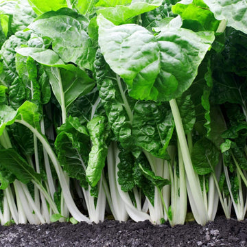 Swiss Chard Seeds – Fordhook