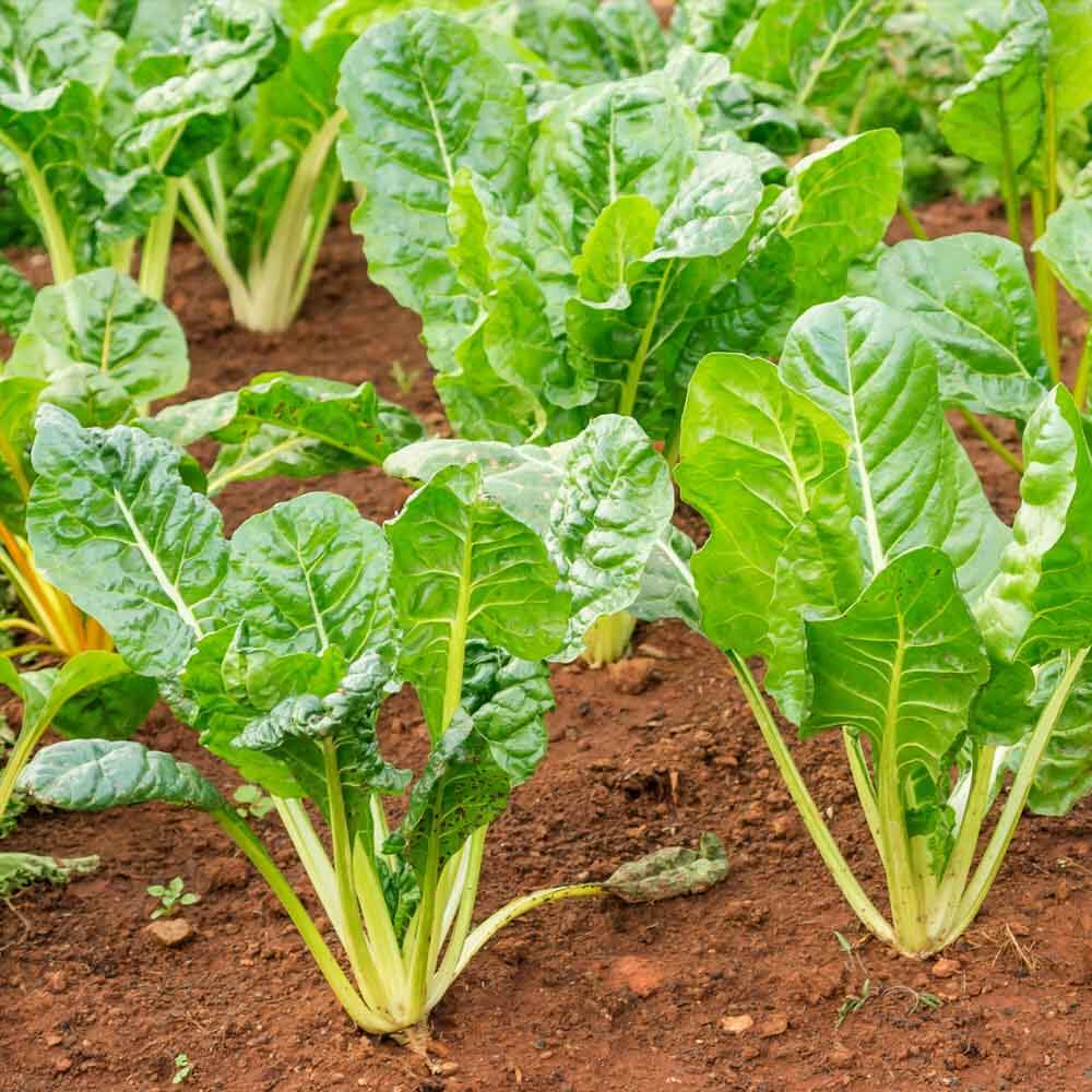 Swiss Chard Seeds – Green 