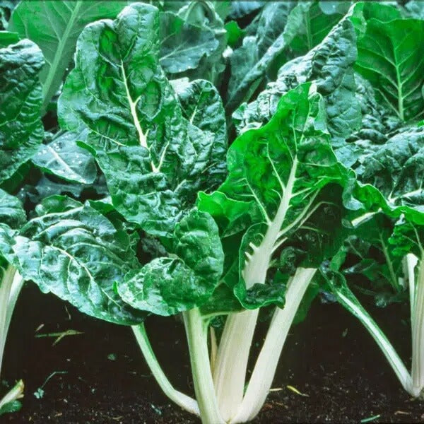 Swiss Chard Seeds – Lucullus