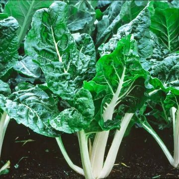 Swiss Chard Seeds – Lucullus