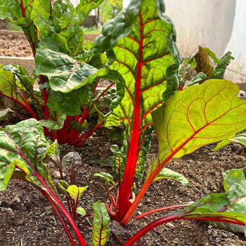 Swiss Chard Seeds – Red 