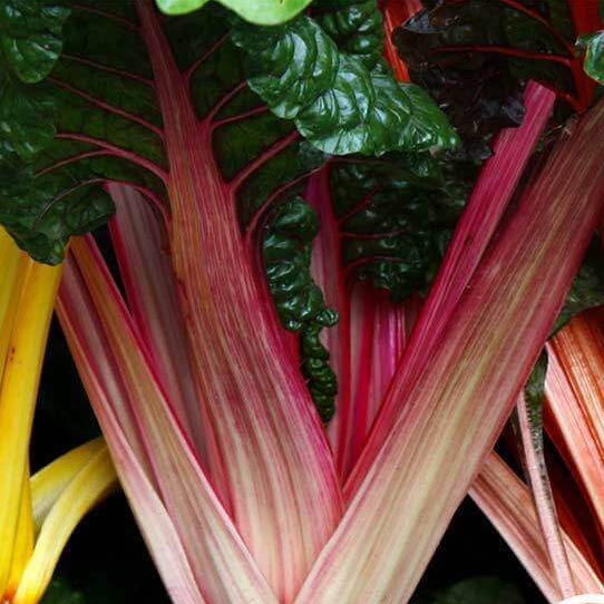 Swiss Chard Seeds – Standard