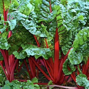 Swiss Chard Seeds – Standard