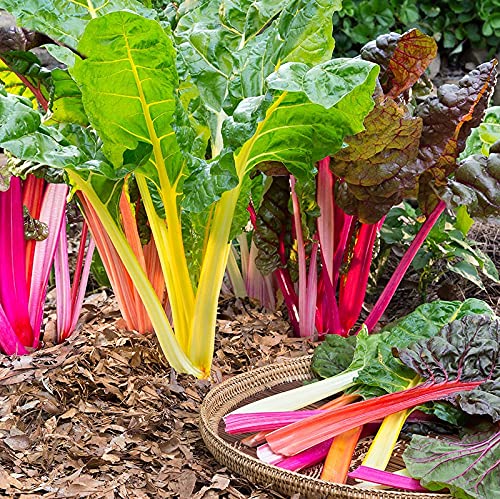 Swiss Chard Seeds – Standard