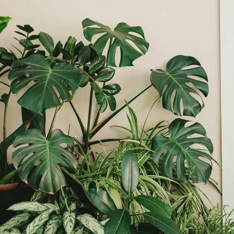 Swiss Cheese Plant Seeds